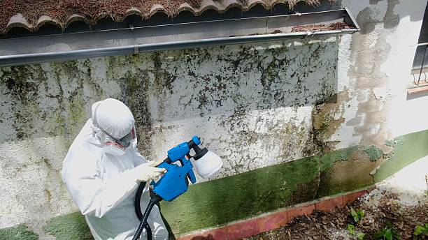Top rated local Attic Mold Remediation specialists in Redmond, WA